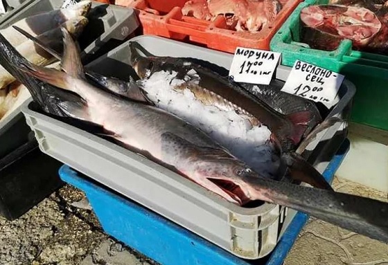 Няма да повярвате какво чудо се продава за Никулден на рибната борса ...